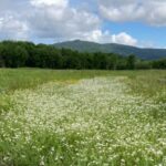 Jackson-Frazier Wetland