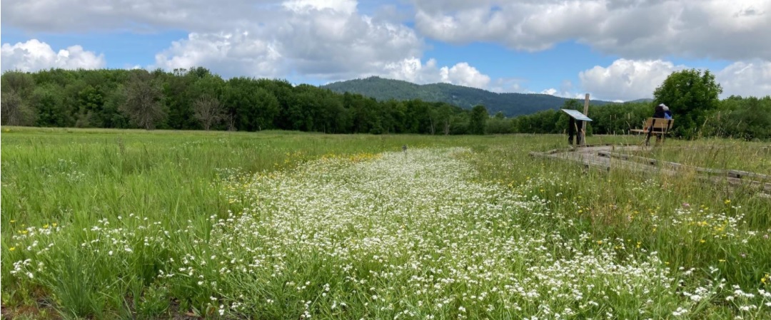 Jackson-Frazier Wetland